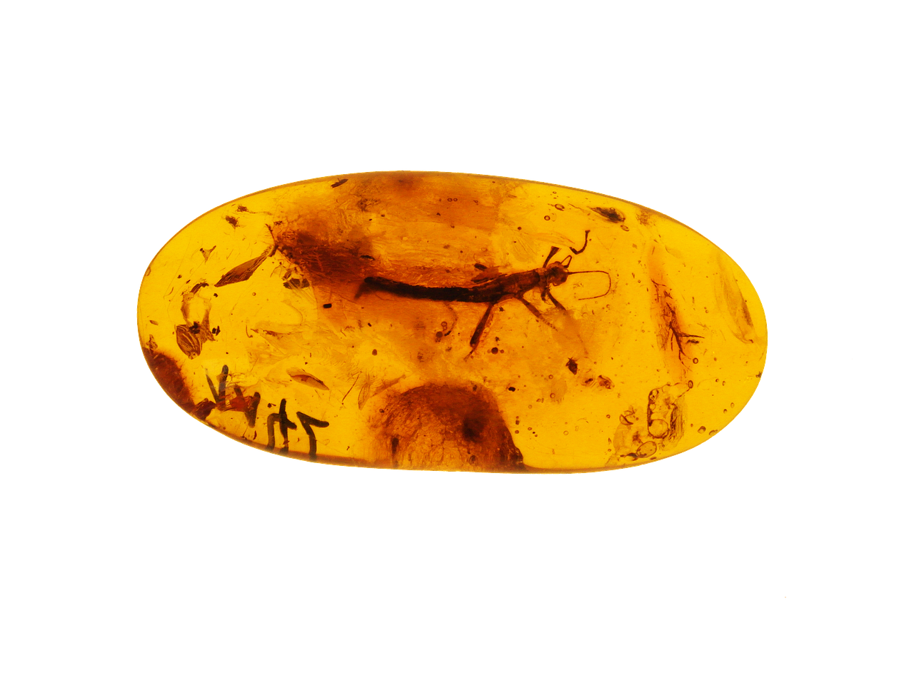 Ámbar, la Capsula del Tiempo